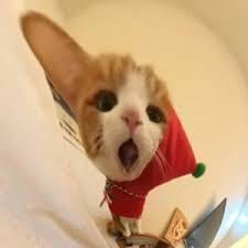 شاداب خان avatar