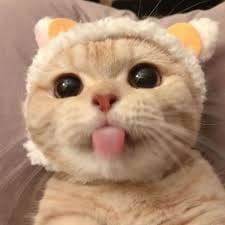 مرینہ اقبال avatar